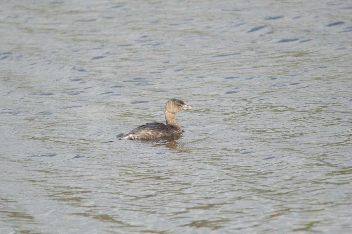 Pied-billed Grebe - ML646726906