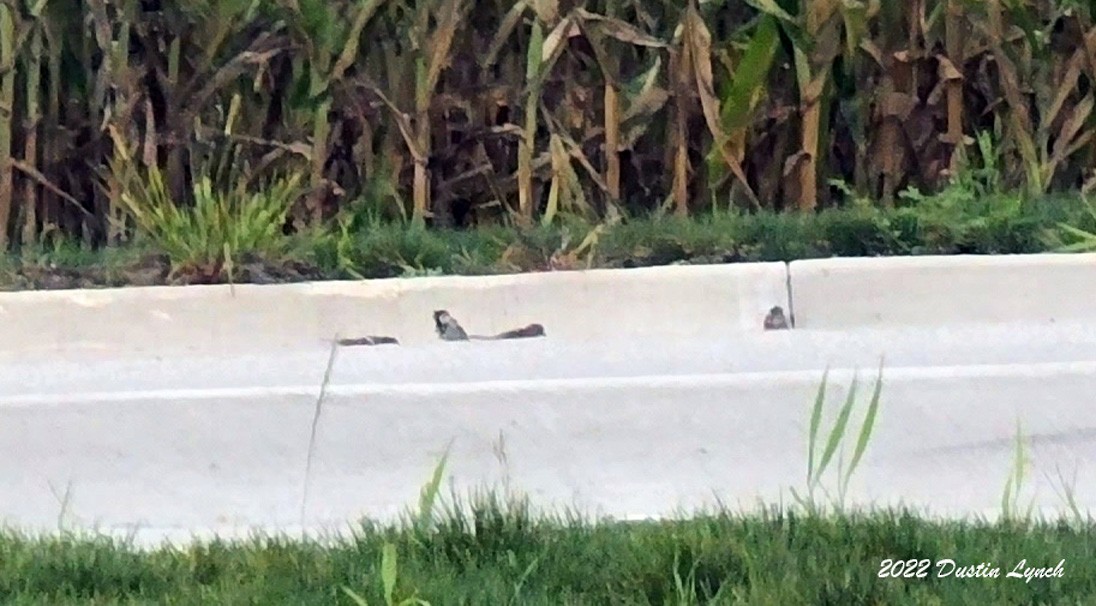 Gorrión Común - ML646726907