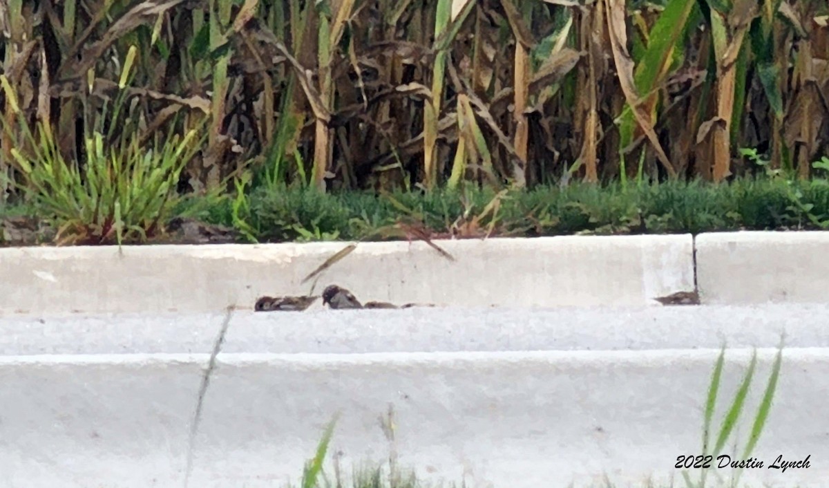 Gorrión Común - ML646726908