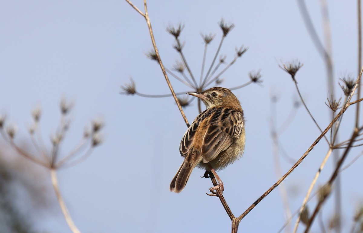 Zitting Cisticola - ML646726909