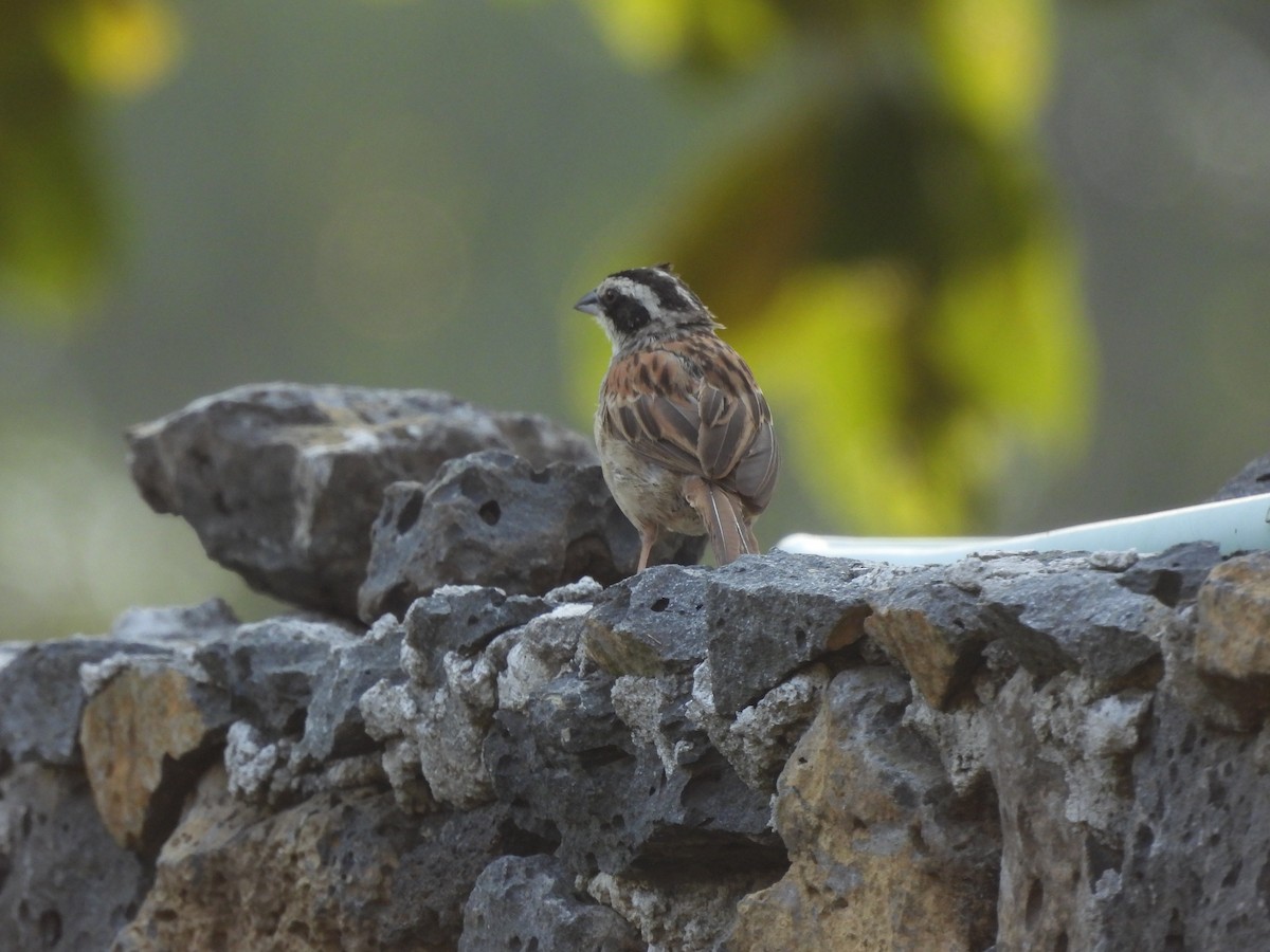 Chingolo Cabecilistado - ML646726910