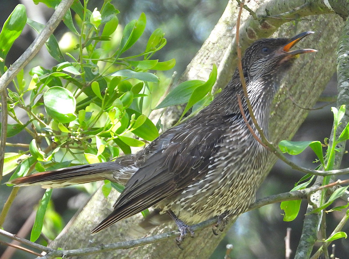 Рыжекрылый серёжкоух - ML646726911