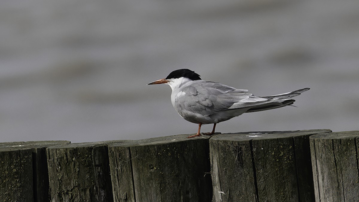 Charrán Común (hirundo/tibetana) - ML646726912