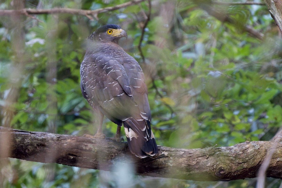 Culebrera Chiíla (grupo cheela) - ML646726913