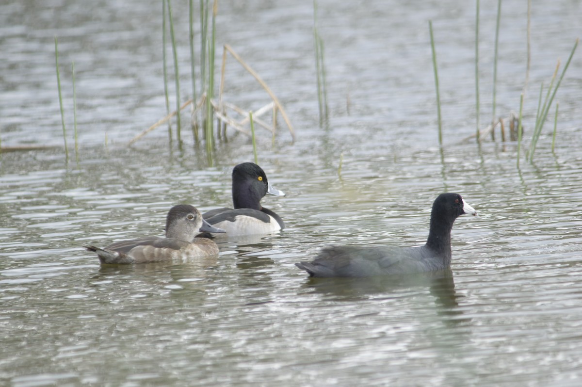 Ring-necked Duck - ML646726917