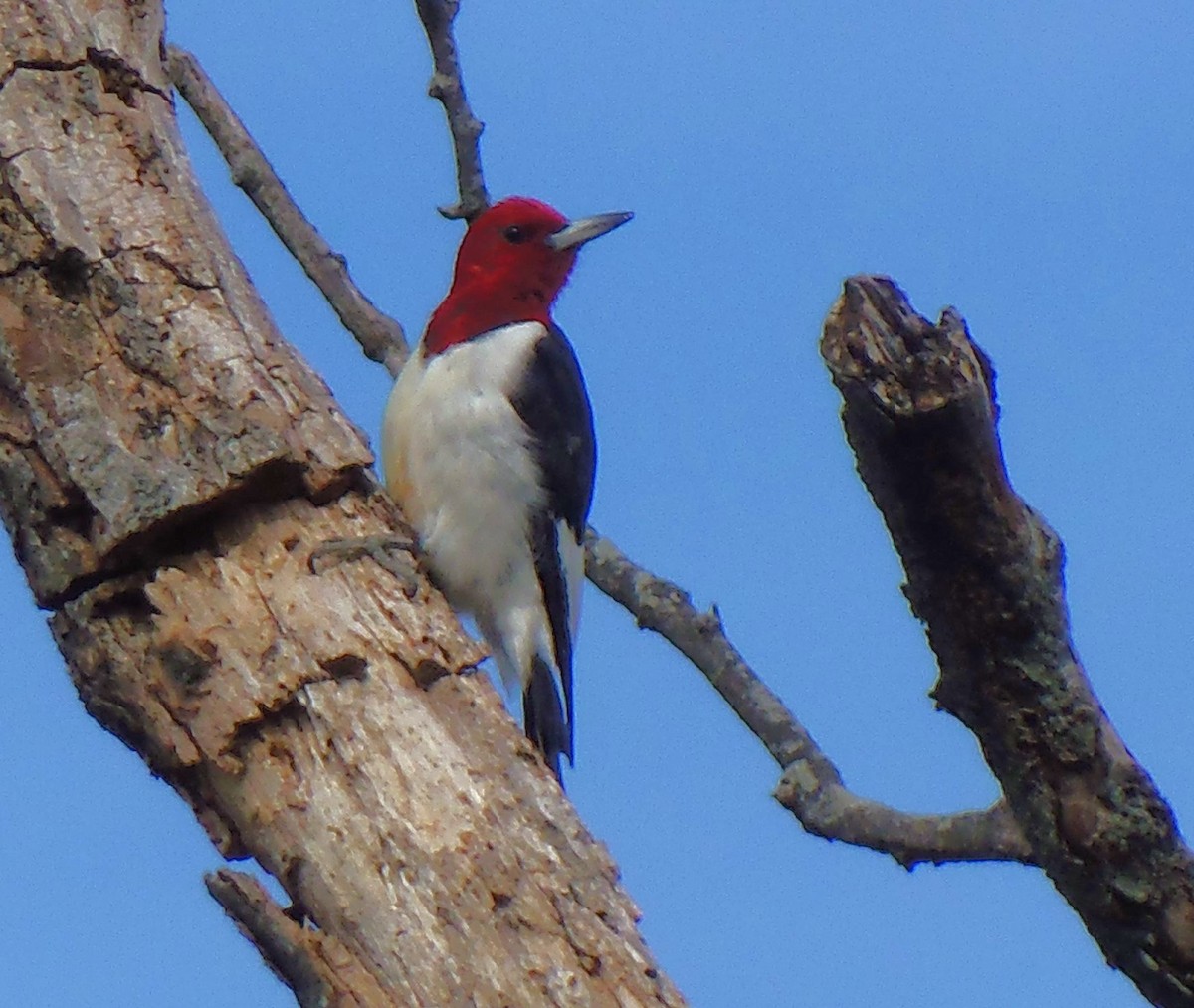 Red-headed Woodpecker - ML646726918
