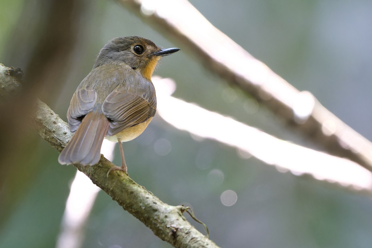 山藍仙鶲 - ML646726920