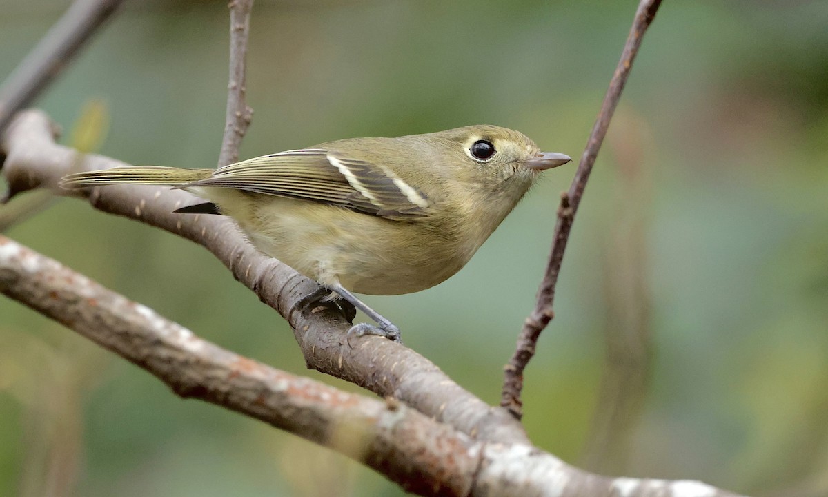 Hutton's Vireo - ML646726922
