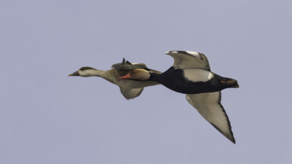 Kolbenente - ML646726926