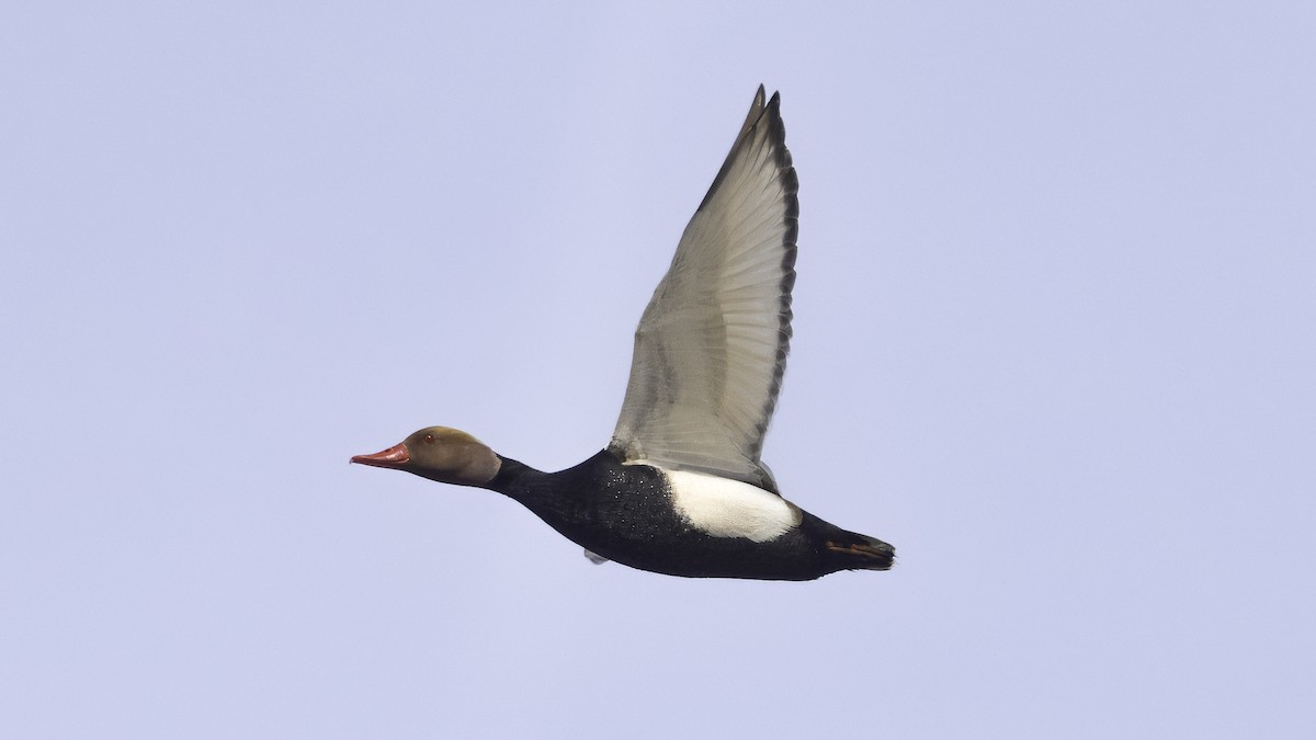 Kolbenente - ML646726927