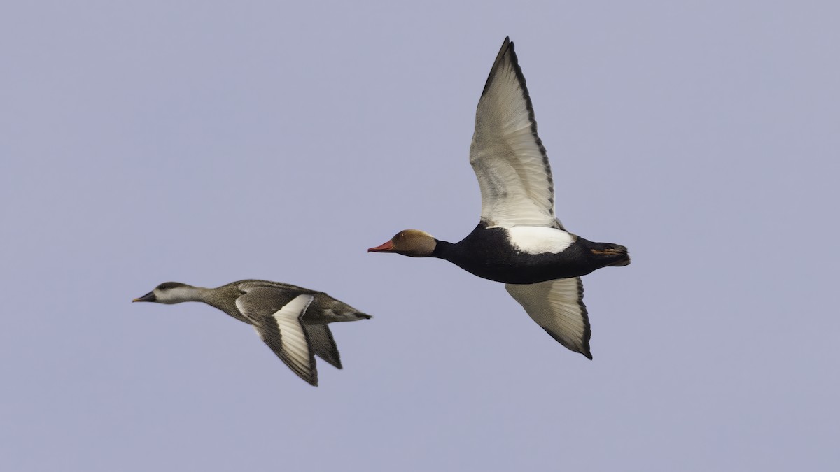 Kolbenente - ML646726928