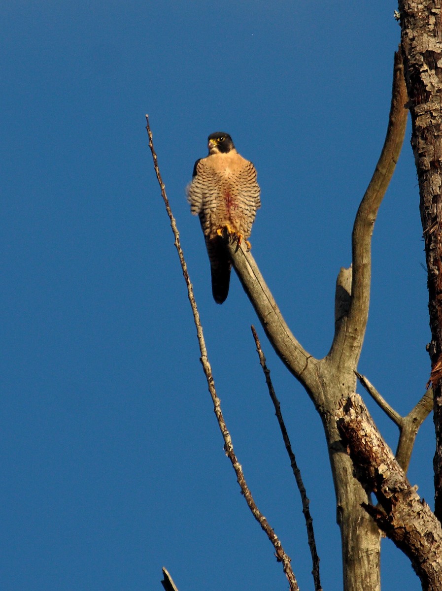 Peregrine Falcon - ML646726929