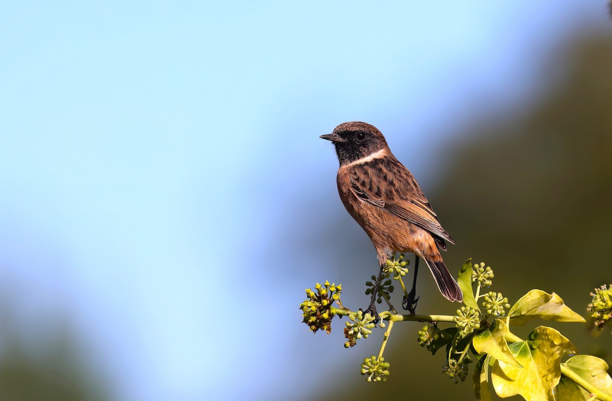 European Stonechat - ML646726930