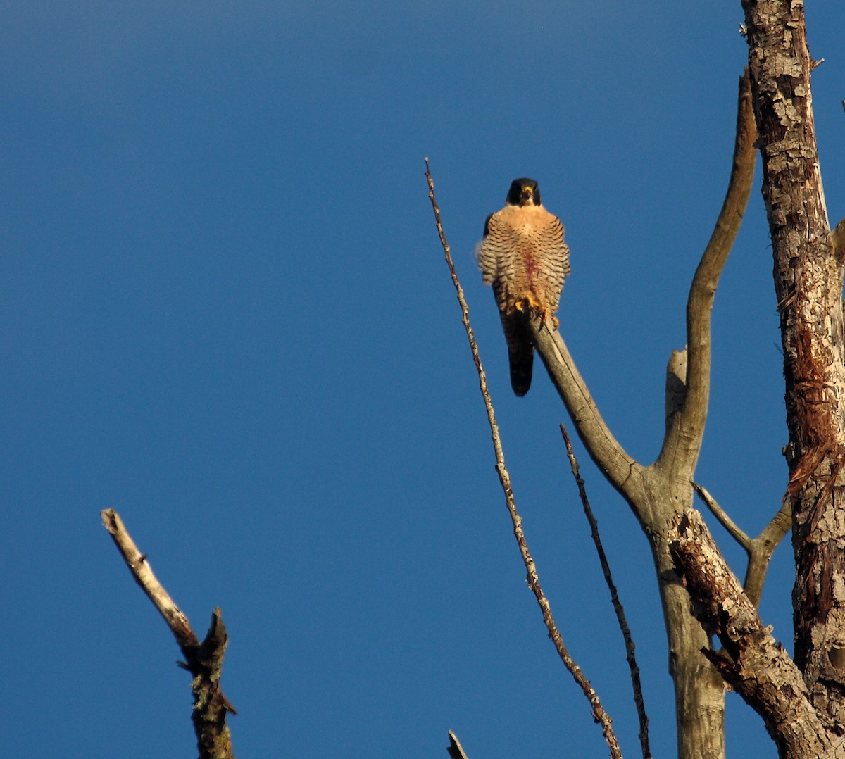 Peregrine Falcon - ML646726931