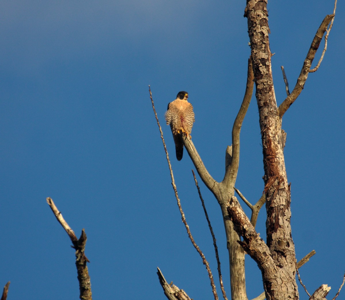 Peregrine Falcon - ML646726932