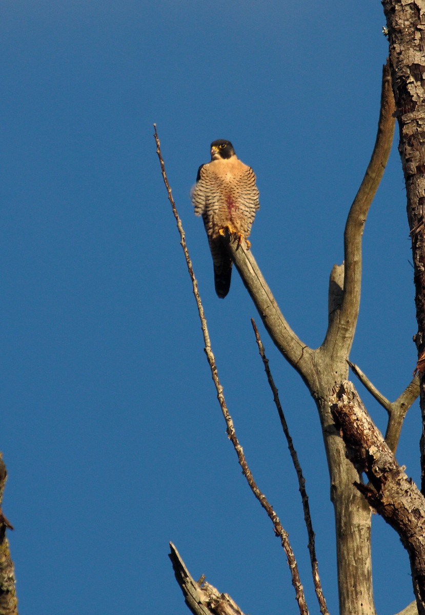Peregrine Falcon - ML646726933
