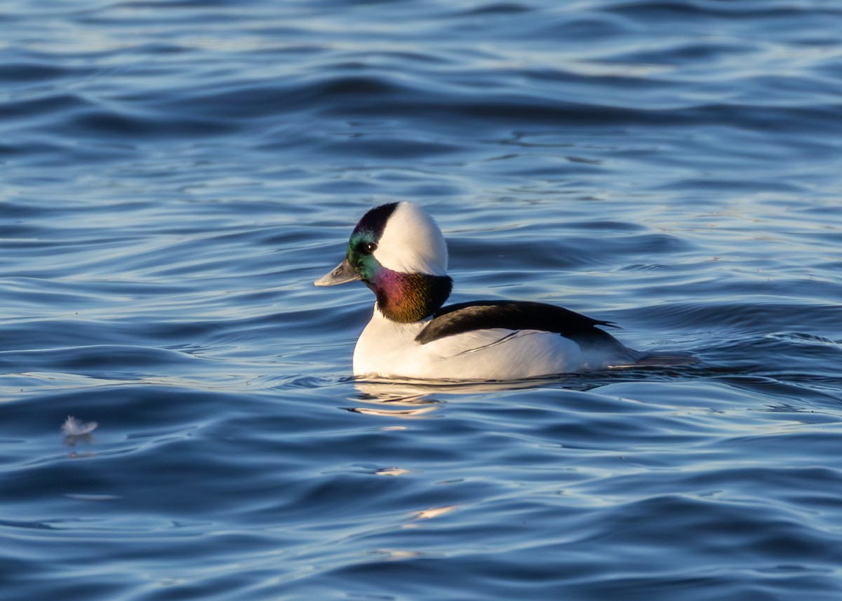 Bufflehead - ML646726934