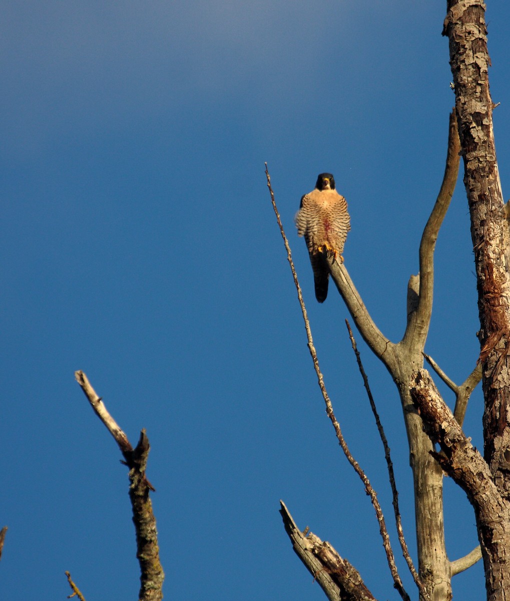 Peregrine Falcon - ML646726935