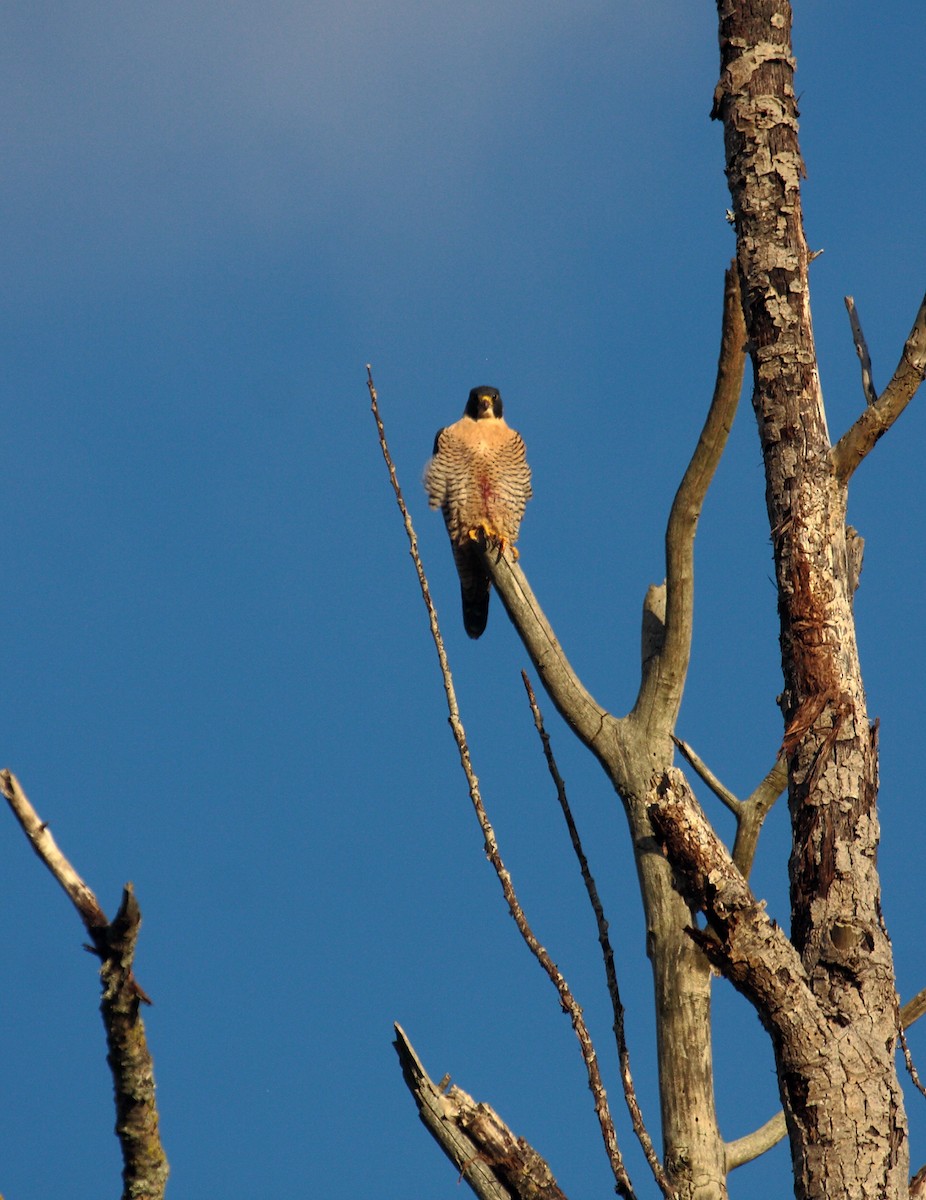 Peregrine Falcon - ML646726936