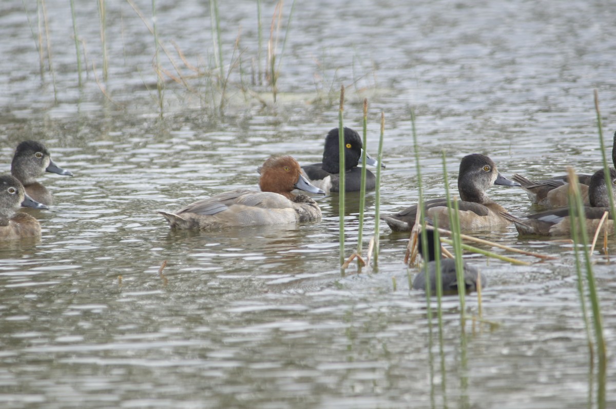 Redhead - ML646726937