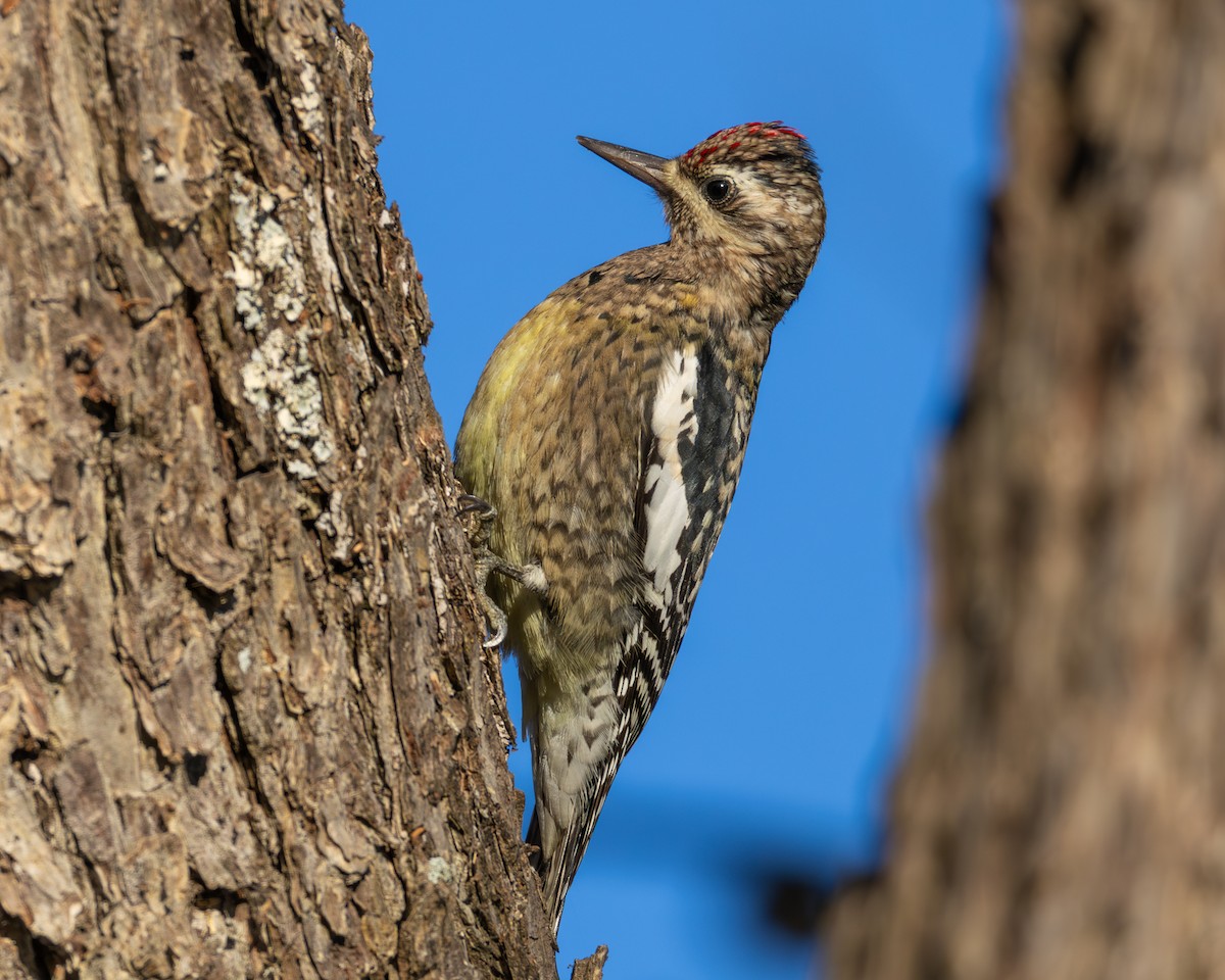 Yellow-bellied Sapsucker - ML646726940