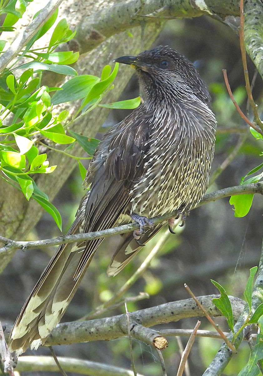 Рыжекрылый серёжкоух - ML646726945