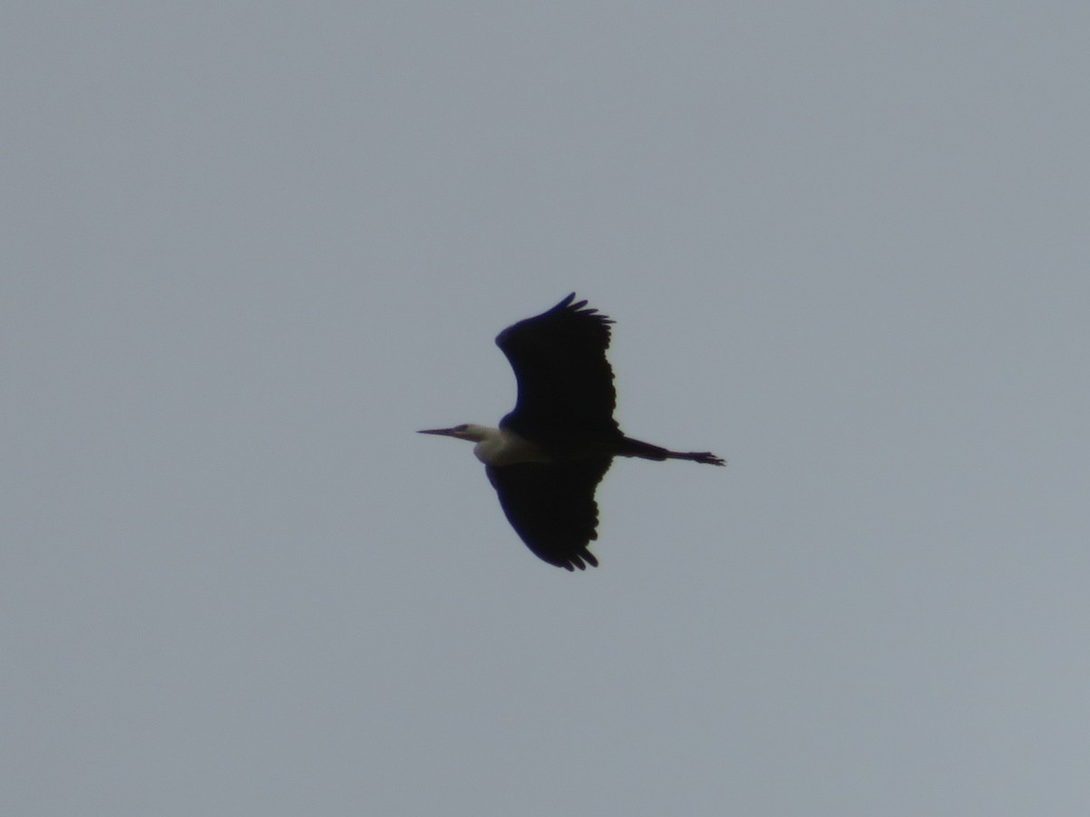 Pacific Heron - ML646726946