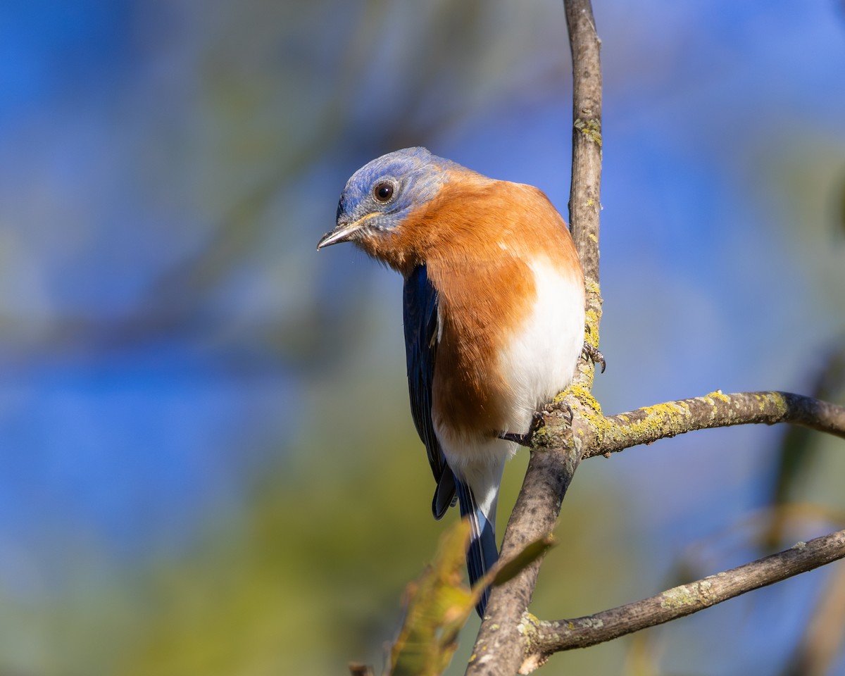 Eastern Bluebird - ML646726947