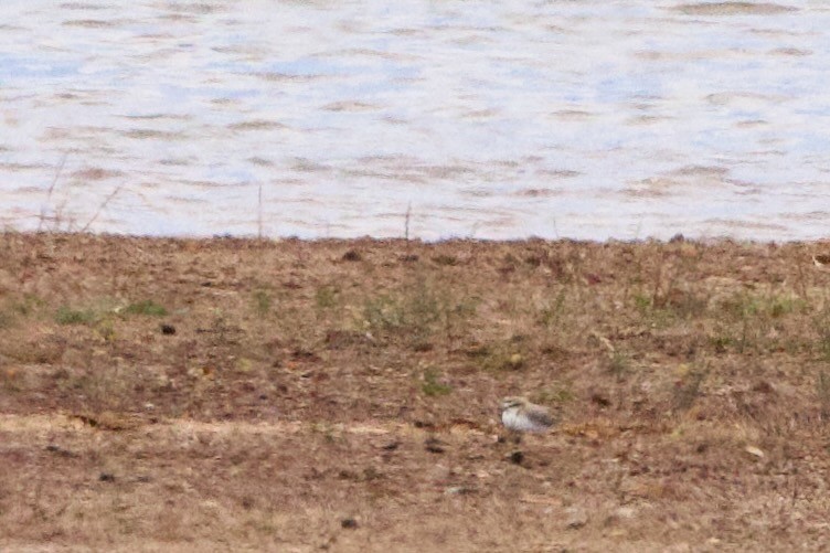 Rotkopf-Regenpfeifer - ML646726948