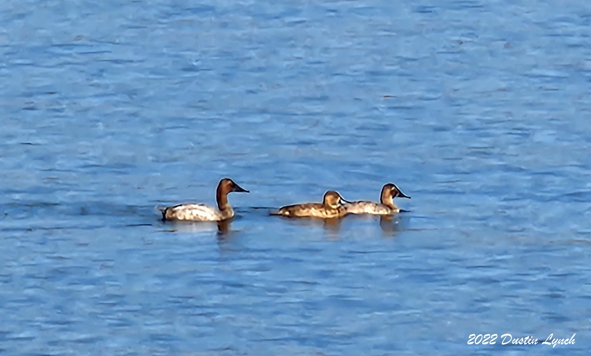 Porrón Coacoxtle - ML646726949