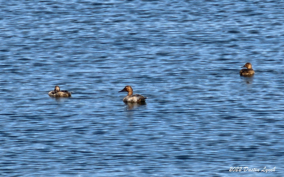 Porrón Coacoxtle - ML646726950