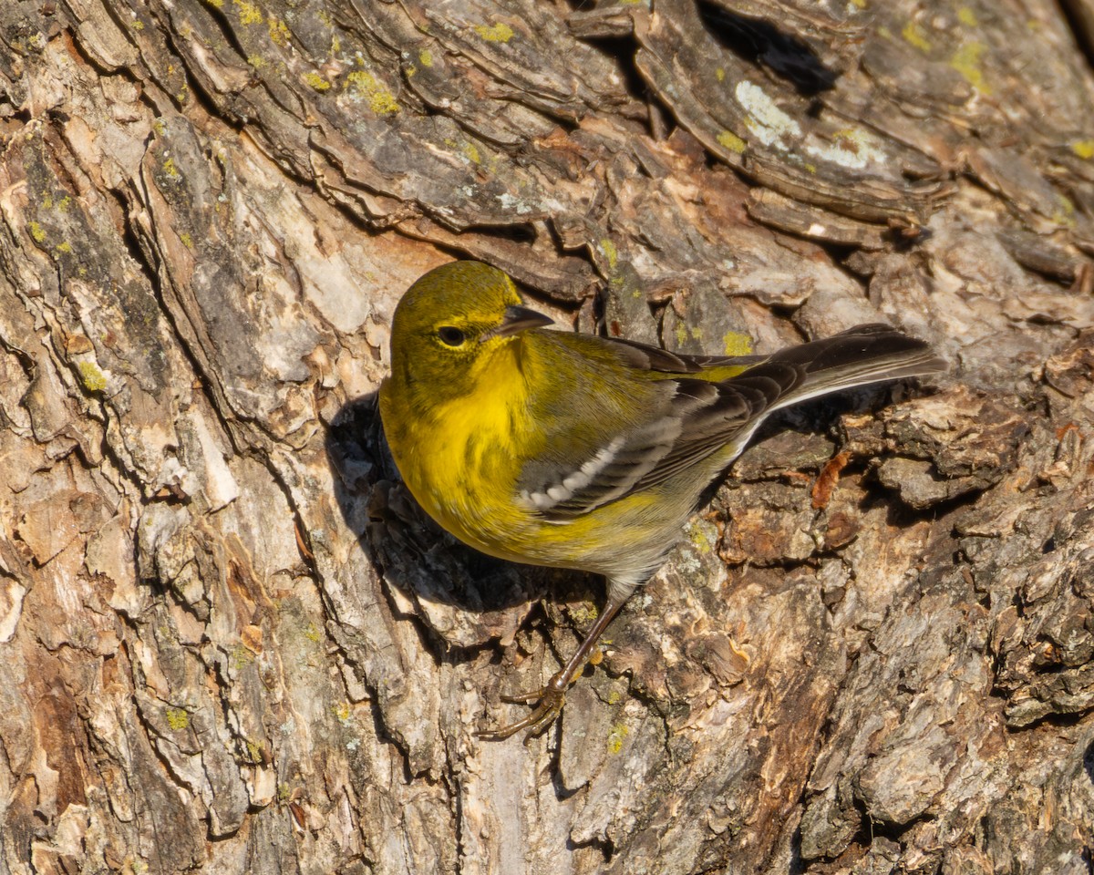 Pine Warbler - ML646726952