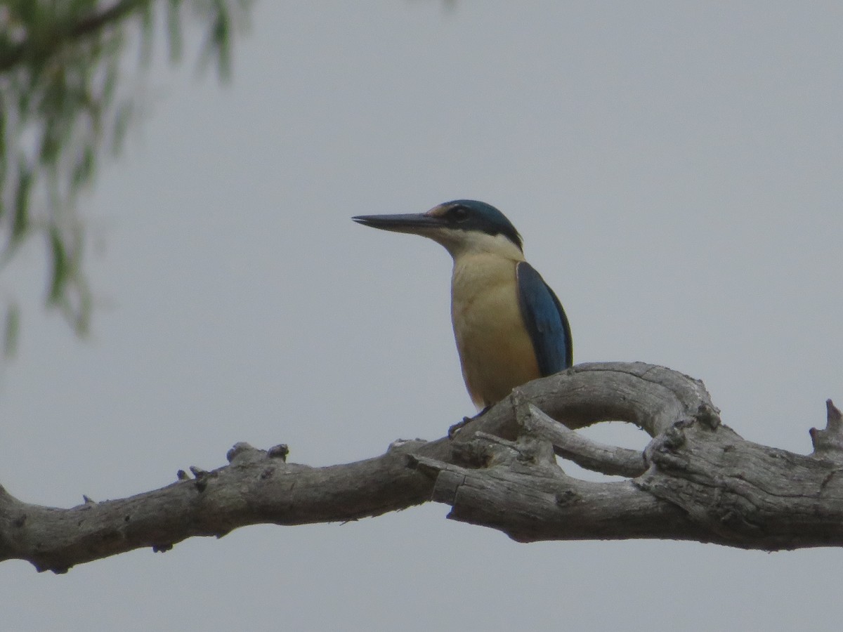 maskaraisfugl - ML646726953