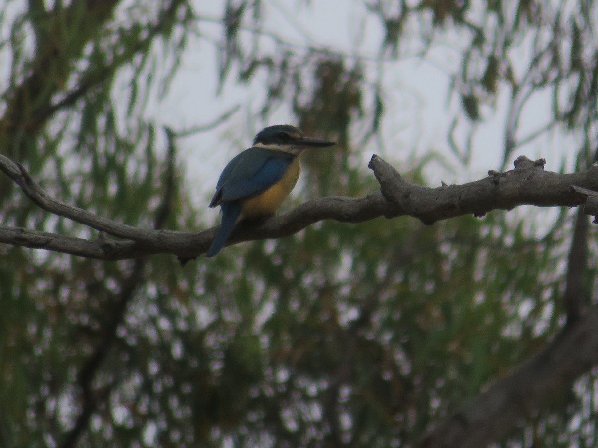 maskaraisfugl - ML646726957