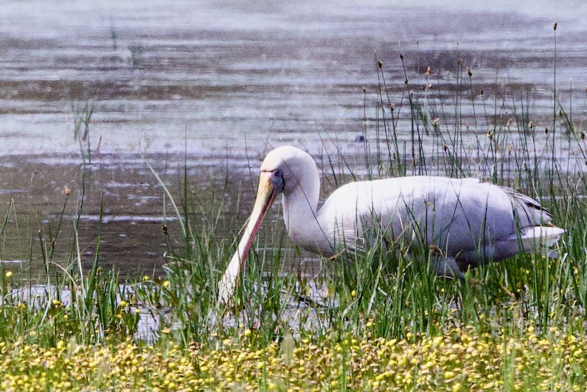 Gelbschnabellöffler - ML646726958