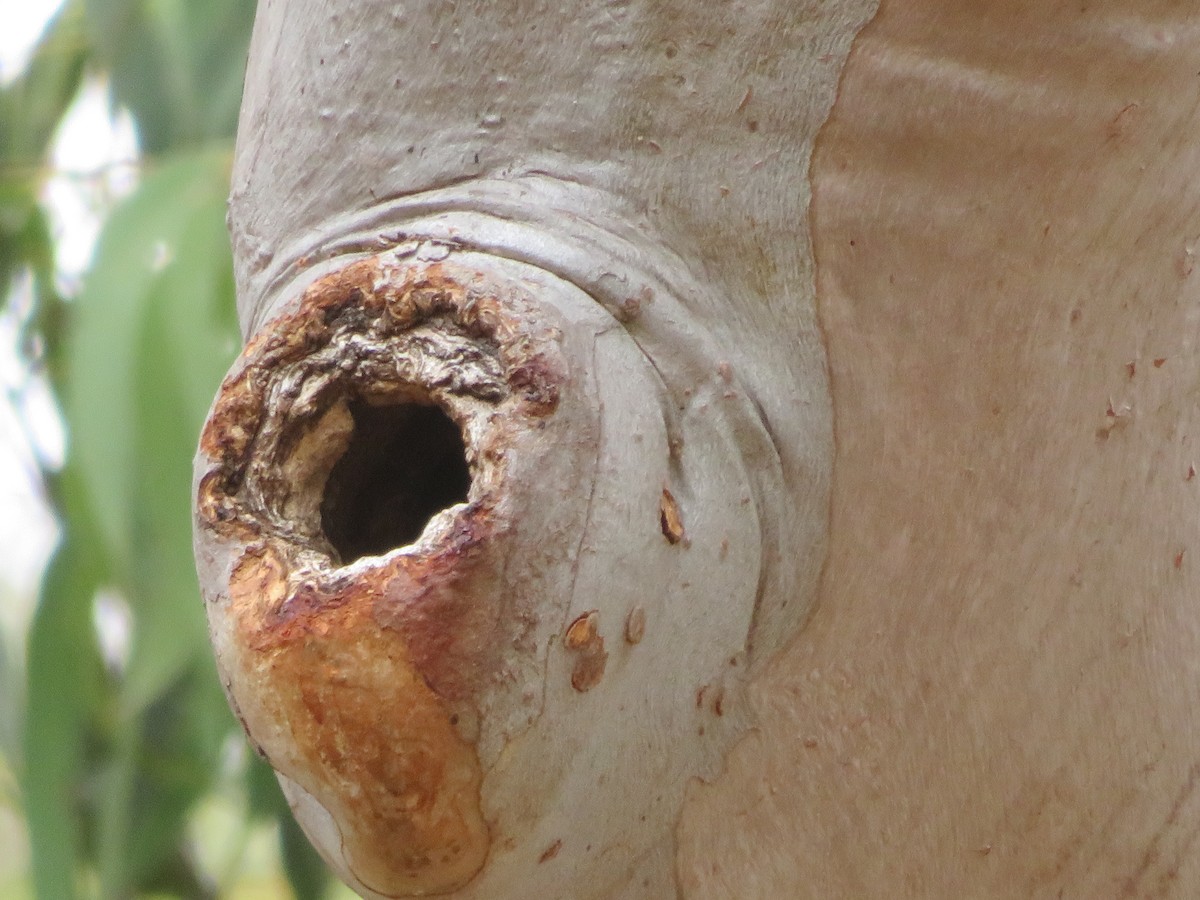 maskaraisfugl - ML646726960