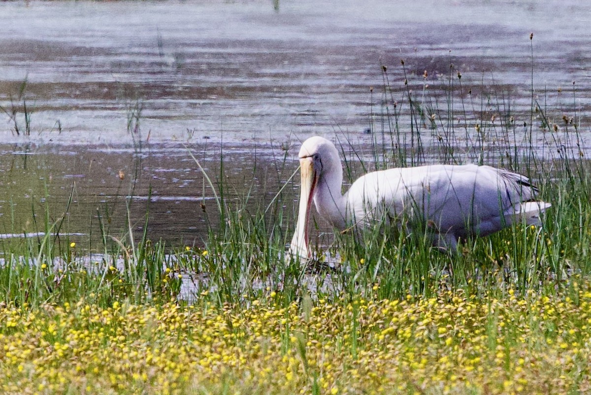 Gelbschnabellöffler - ML646726961