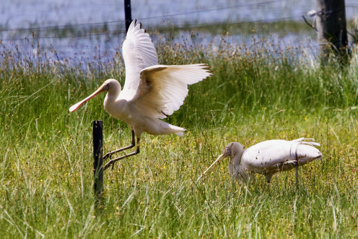 Gelbschnabellöffler - ML646726962