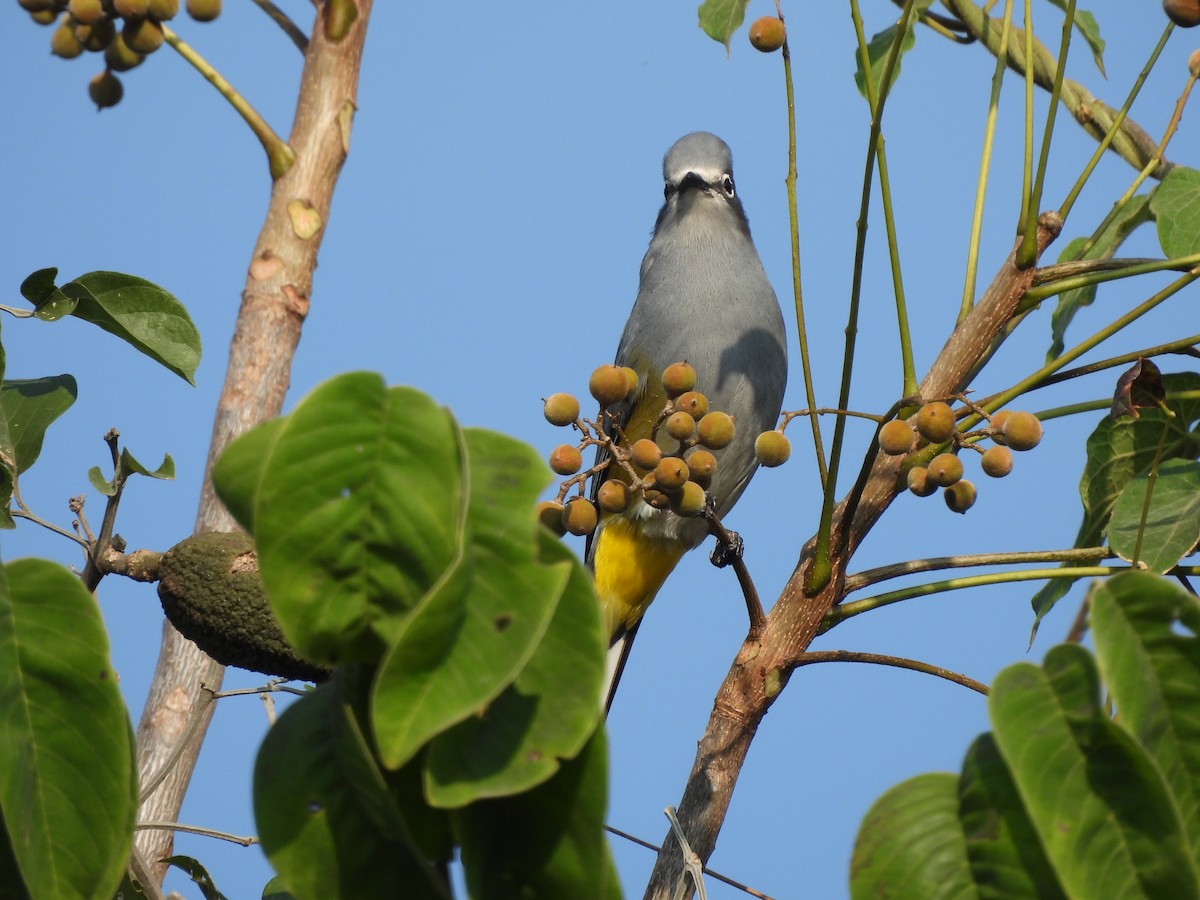 Gray Silky-flycatcher - ML646726966