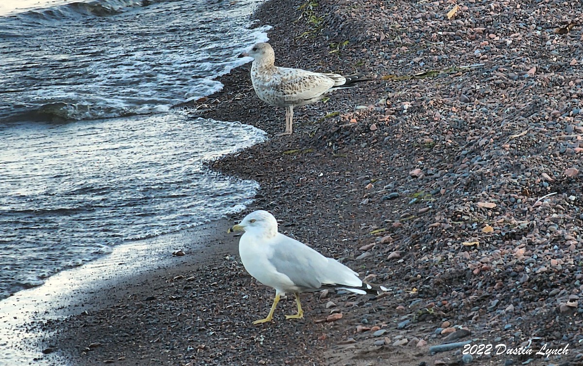 Gaviota de Delaware - ML646726968