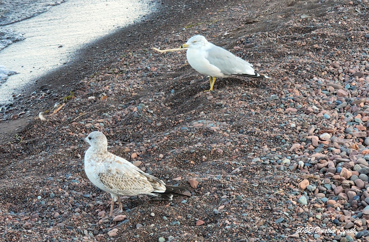 Gaviota de Delaware - ML646726969