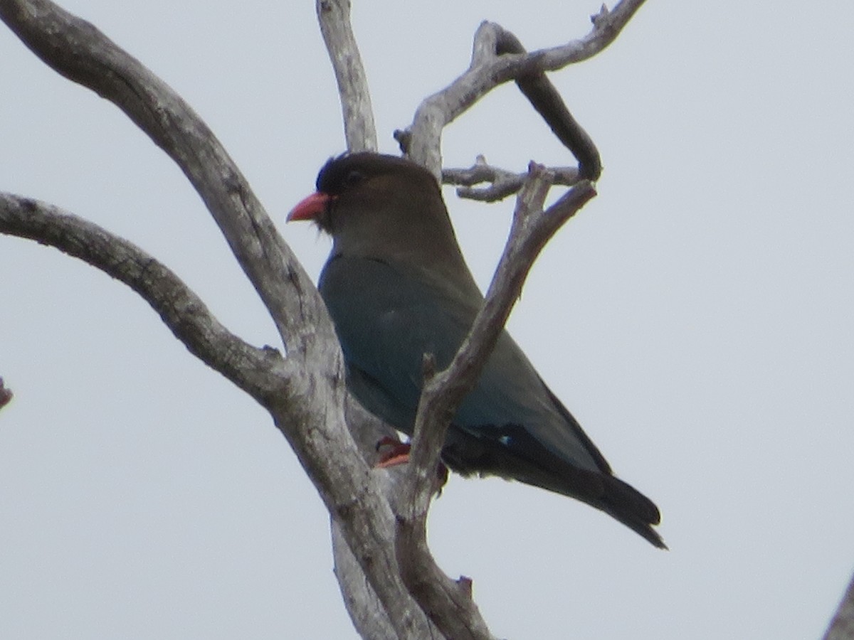 Dollarbird - ML646726970