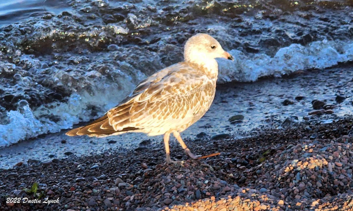 Gaviota de Delaware - ML646726973