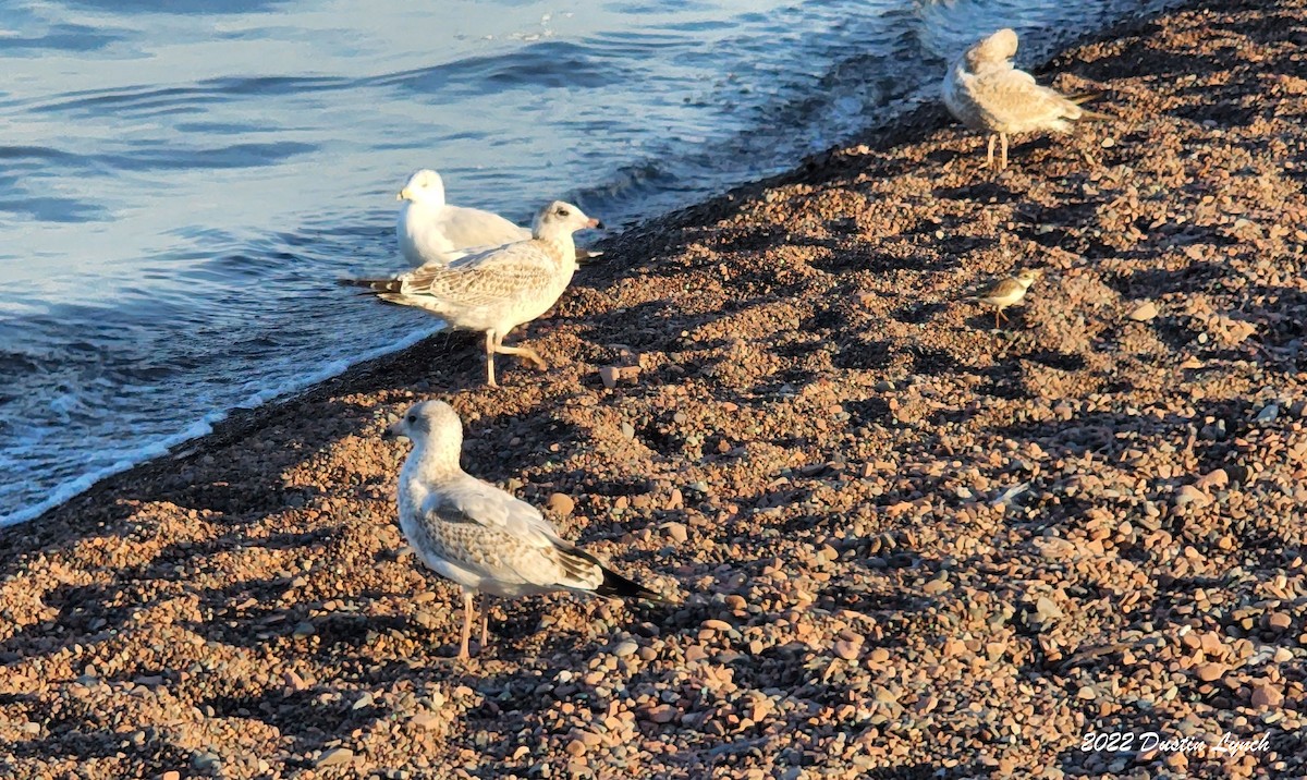 Gaviota de Delaware - ML646726974