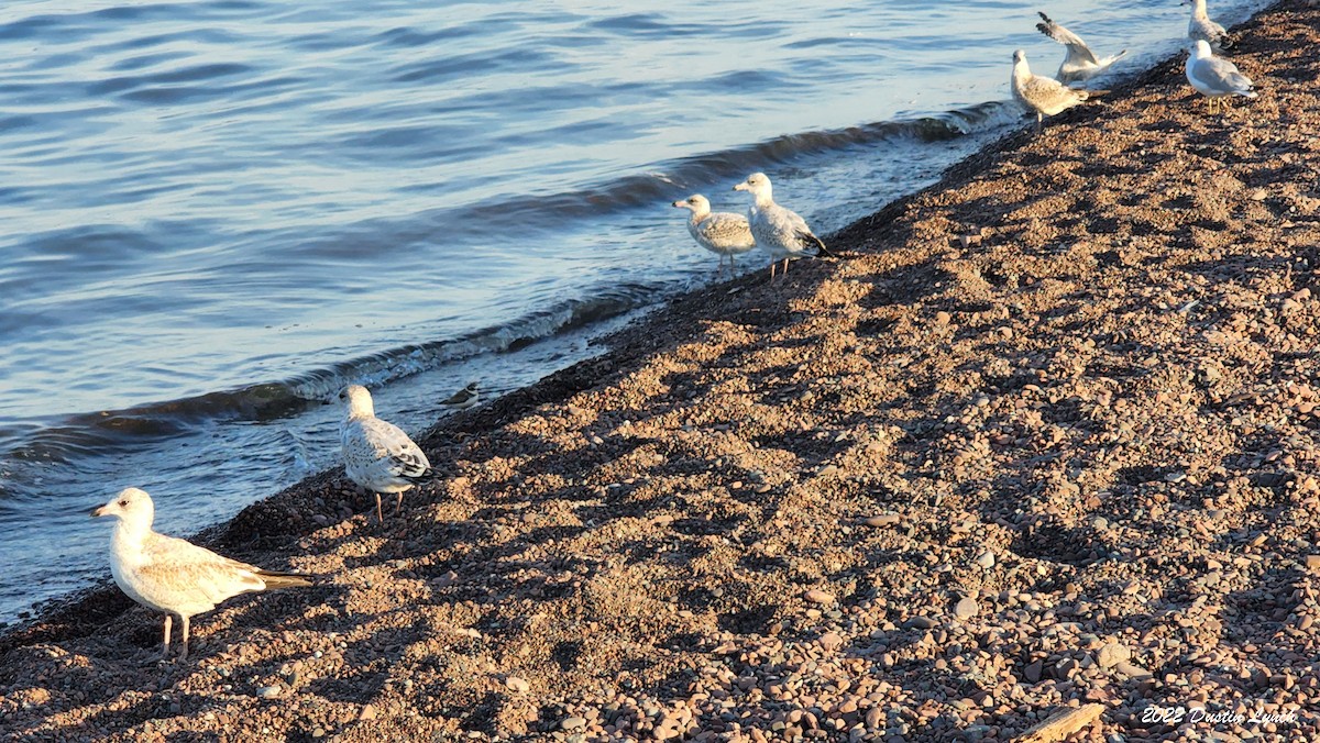 Gaviota de Delaware - ML646726975
