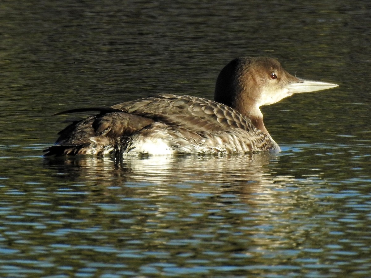 potáplice lední - ML646726976