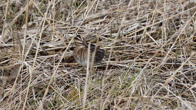 Agachadiza de Wilson - ML646726977