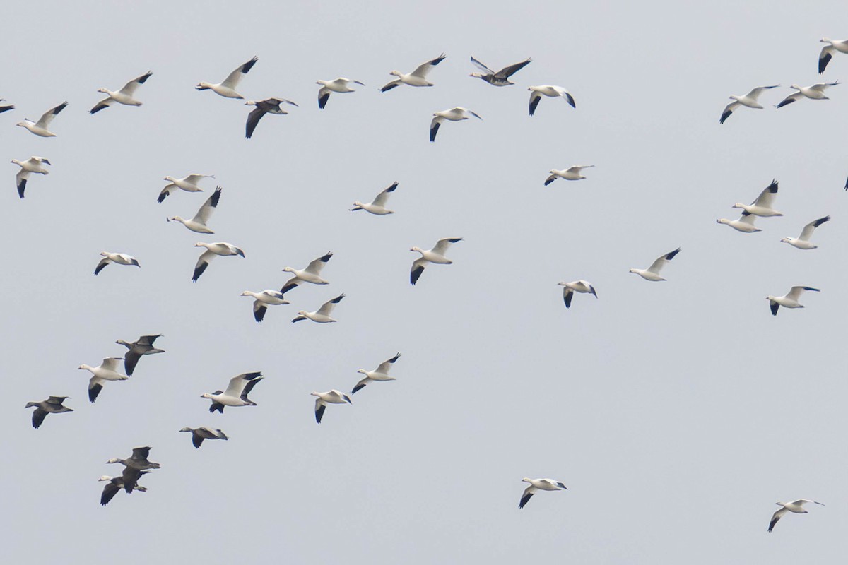 husa bělostná - ML646726979