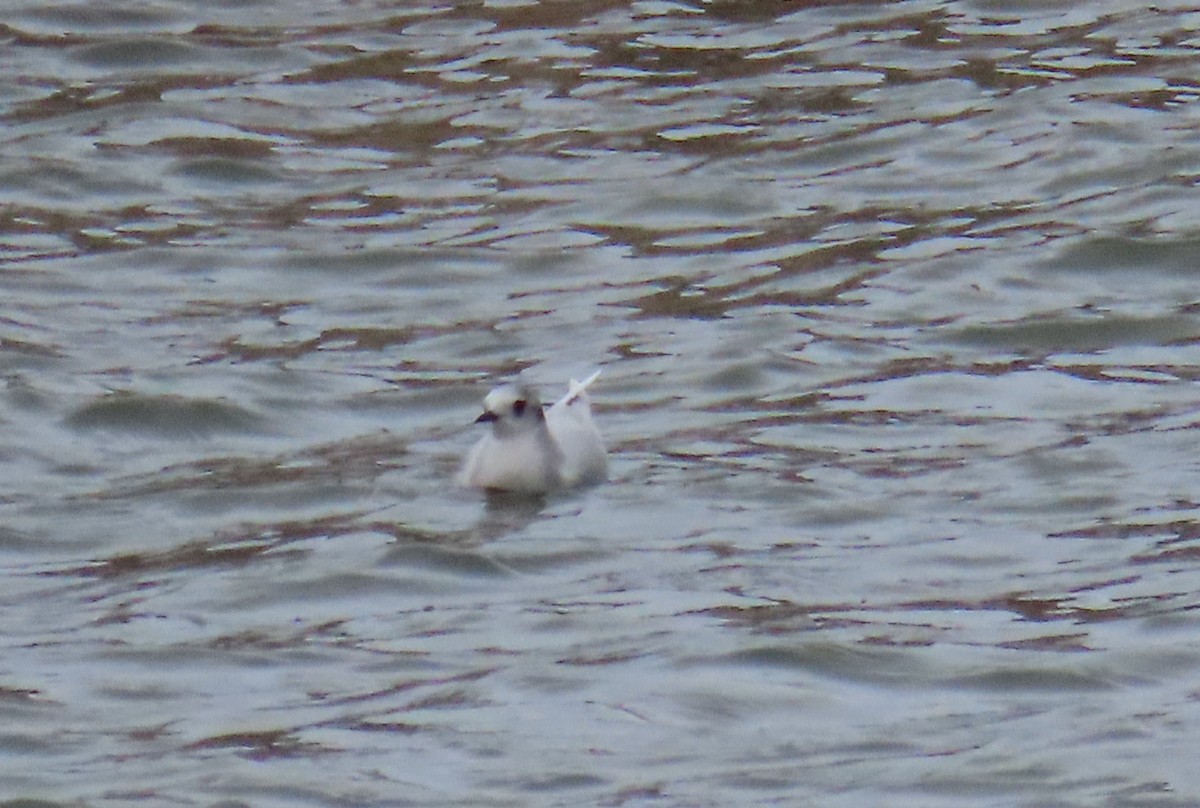 dvergmåke - ML646726980