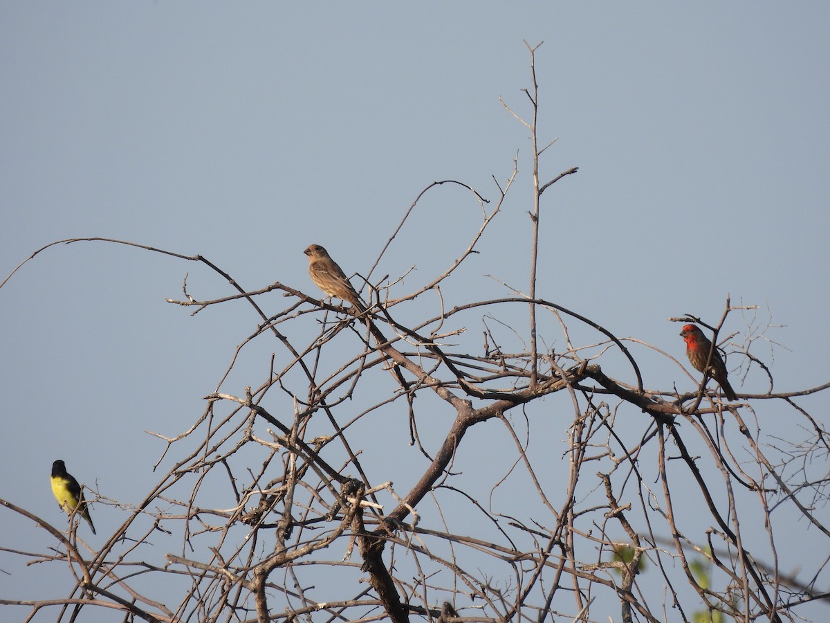House Finch - ML646726981